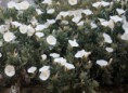 CONVOLVULUS/CNEORUM